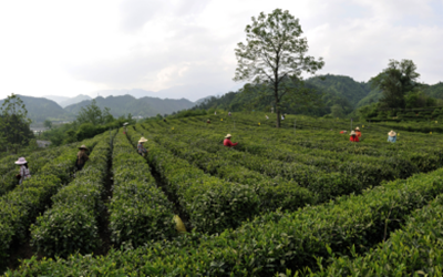 GA黄金甲·(中国集团)官方网站